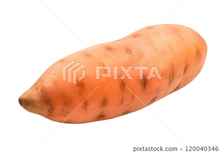 Sweet Potato 120040346