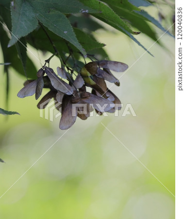 楓的薩馬拉 120040836