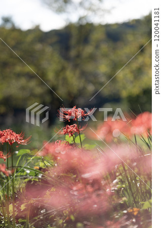 石蒜 石蒜 120041181