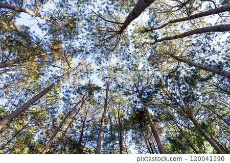 Bottom-up view green pine forest. Natural carbon sink fight climate change. Sustainability in carbon-neutral ecosystems. Green and sustainable environment. 120041190