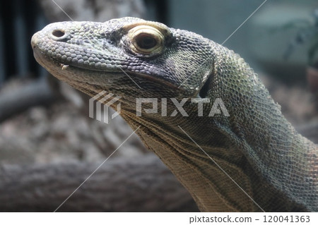 Commodores Commodores 120041363