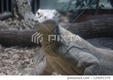 Commodores Commodores 120041370