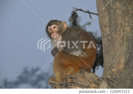 尼泊爾加德滿都斯瓦揚布納特寺的猴子 尼泊爾加德滿都斯瓦揚布納特寺的猴子 120041521