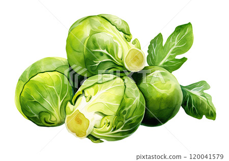 Watercolor Brussel Sprouts 120041579