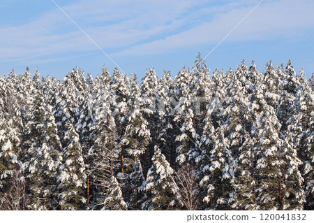 Pine trees covered with snow against blue sky with white clouds. Winter landscape. Pine trees covered with snow against blue sky with white clouds. Winter landscape. 120041832