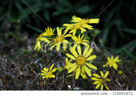 大吳風草 120041872