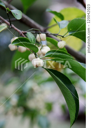 Mayumi fruit 120042023