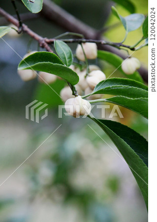 Mayumi fruit 120042024