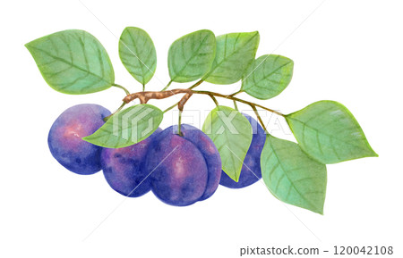 Plum fruit. Branch with whole fruits and leaves. Watercolor and marker illustration. Hand drawn isolated art. Botanical plant painting for food or cosmetic packaging design. Harvesting, production. Plum fruit. Branch with whole fruits and leaves. Watercolor and marker illustration. Hand drawn isolated art. Botanical plant painting for food or cosmetic packaging design. Harvesting, production. 120042108