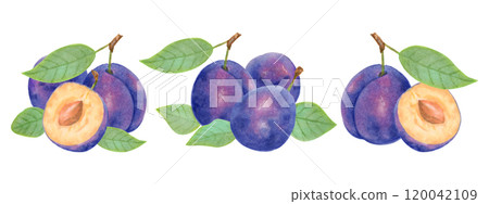 Plum fruit. Berry composition set. Watercolor and marker illustration. Hand drawn isolated art. Botanical plant art with fruits for food or juice packaging design. Harvesting, production. 120042109