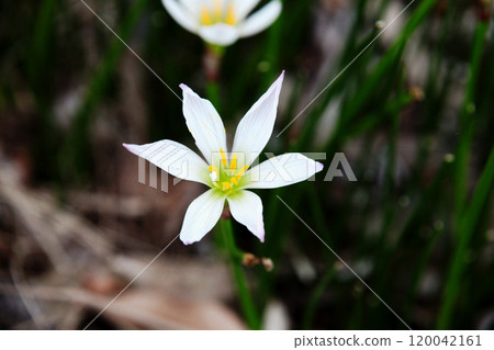 Thamas Dale Thamas Dale 120042161