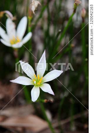 Thamas Dale Thamas Dale 120042163