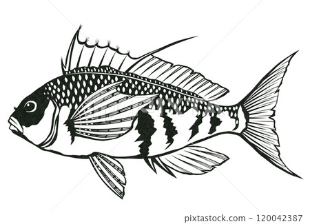Simple black and white paper cut illustration of saltwater fish Uigonbae 120042387