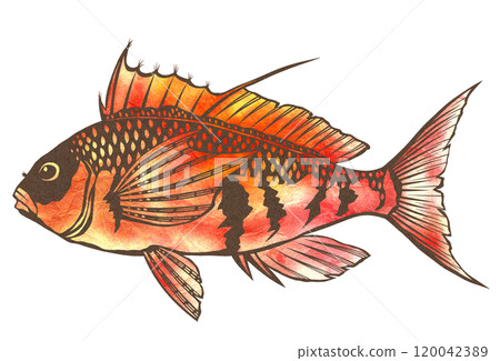 Cute saltwater fish Uigonbae paper cutout illustration Cute saltwater fish Uigonbae paper cutout illustration 120042389