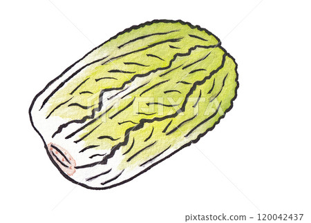 Hand-painted watercolor painting (etegami) "Chinese cabbage" 120042437