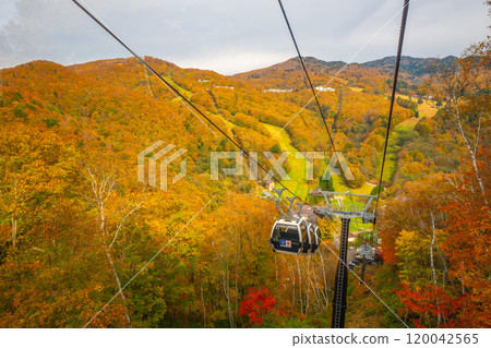 志賀高原亮點 志賀高原亮點 120042565