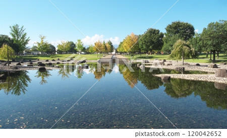 Park trees reflected on the water 120042652