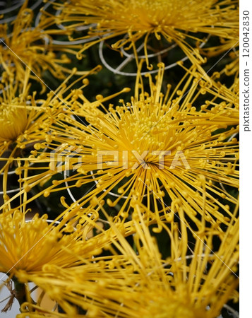 黃色的菊花 黃色的菊花 120042830