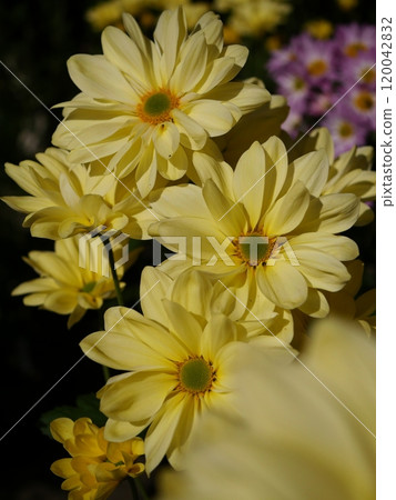 黃色的菊花 黃色的菊花 120042832
