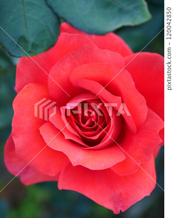 紅秋玫瑰 紅秋玫瑰 120042850