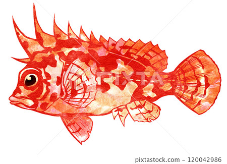 釣魚時危險的魚的剪圖。 釣魚時危險的魚的剪圖。 120042986