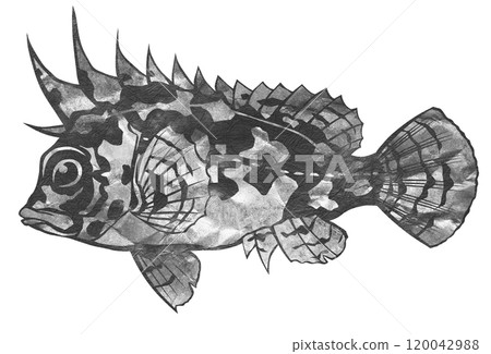 Black and white cut-out illustration of a dangerous fish wearing camouflage colors Black and white cut-out illustration of a dangerous fish wearing camouflage colors 120042988