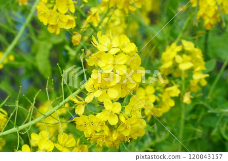 強姦開花 120043157