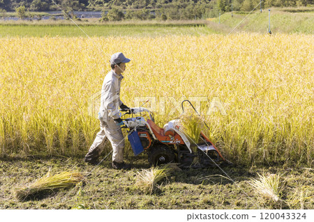稻米收割圖片：一名男子使用手持稻米收割機收割水稻 120043324