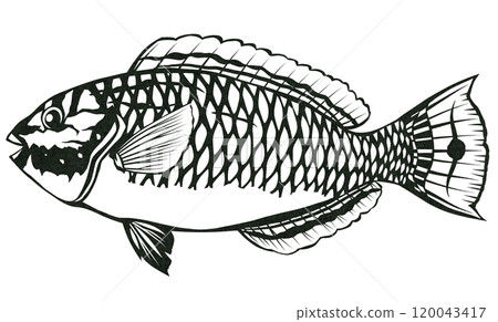 Simple black and white paper cut illustration of a saltwater fish parrotfish Simple black and white paper cut illustration of a saltwater fish parrotfish 120043417