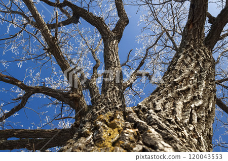 Old oak trunk 120043553