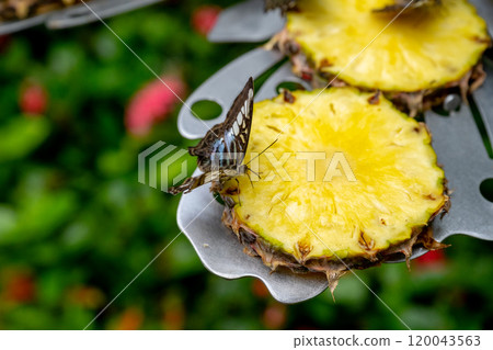 2024 The Butterfly Garden in New California, a special collection of various butterflies 120043563