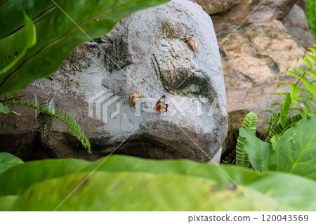 2024年新加州蝴蝶園，各種蝴蝶的特別收藏 120043569