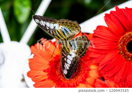 2024 The Butterfly Garden in New California, a special collection of various butterflies 120043585
