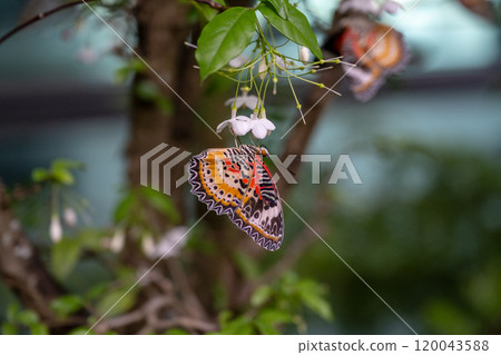 2024年新加州蝴蝶園，各種蝴蝶的特別收藏 120043588