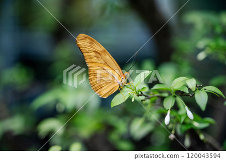 2024年新加州蝴蝶園，各種蝴蝶的特別收藏 120043594