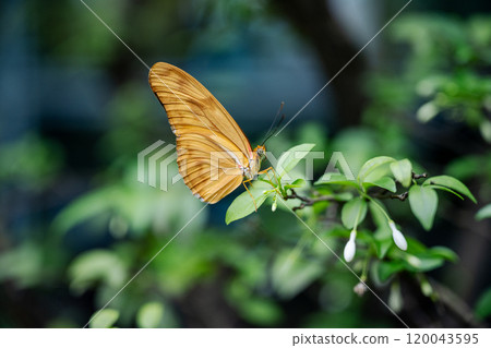 2024 The Butterfly Garden in New California, a special collection of various butterflies 120043595