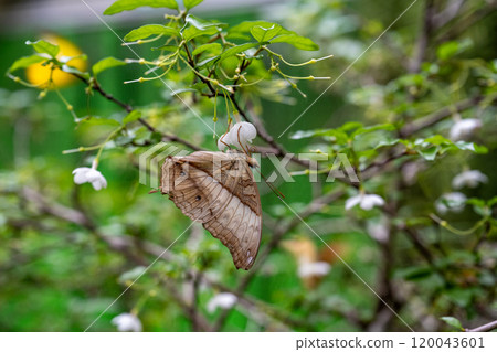 2024年新加州蝴蝶園,各種蝴蝶的特別收藏 2024年新加州蝴蝶園,各種蝴蝶的特別收藏 120043601