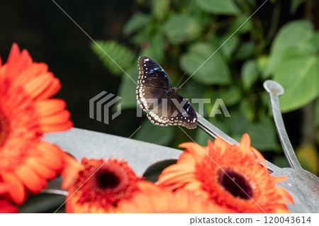 2024年新加州蝴蝶園，各種蝴蝶的特別收藏 120043614