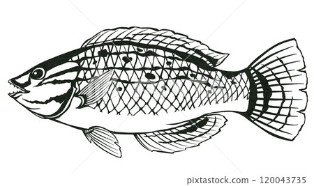 食用魚瀨魚的簡單黑白剪紙插圖 120043735