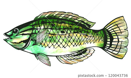Stylish saltwater fish wrasse paper cut-out illustration 120043736