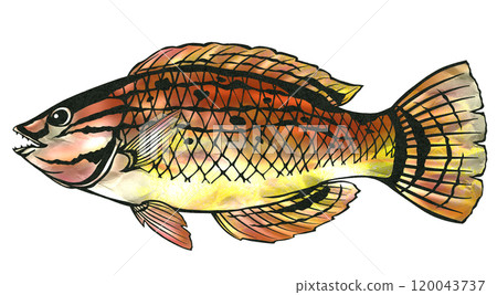 美味鹹水魚瀨魚的剪紙插圖 120043737