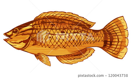 A paper cutout illustration of a beautiful saltwater fish, wrasse 120043738