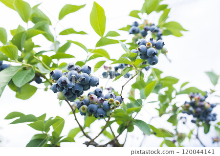 A blueberry tree full of fruit A blueberry tree full of fruit 120044141