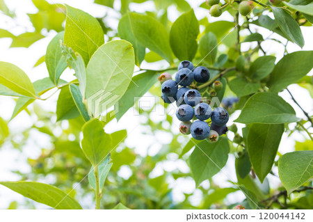 A blueberry tree full of fruit 120044142