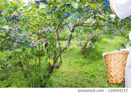 A blueberry tree full of fruit 120044157