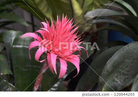 粉紅鳳梨花圖片 粉紅鳳梨花圖片 120044205