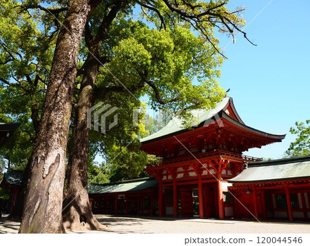 Omiya Hikawa Shrine bathed in fresh greenery in the spring sunshine Omiya Hikawa Shrine bathed in fresh greenery in the spring sunshine 120044546
