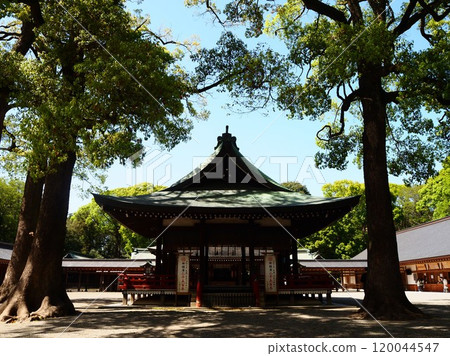 Omiya Hikawa Shrine bathed in fresh greenery in the spring sunshine Omiya Hikawa Shrine bathed in fresh greenery in the spring sunshine 120044547