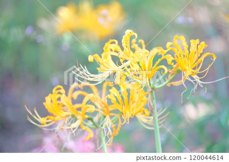 Yellow spider lily (Higanbana, spider lily) 120044614