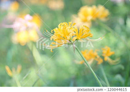Yellow spider lily (Higanbana, spider lily) 120044615